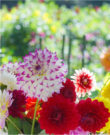 湯遊ランドはなわダリア園
