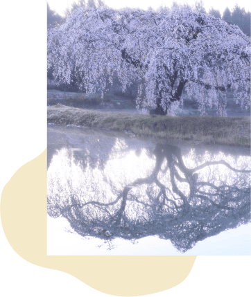 棚倉町 花園しだれ桜